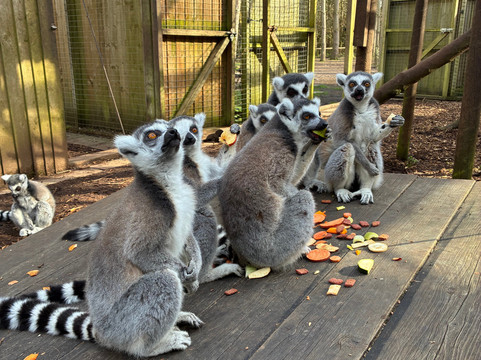 Hoo Zoo And Dinosaur World-特尔福德必去景点