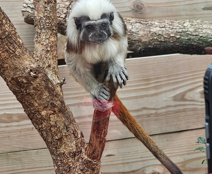 North Florida Wildlife Center-Lamont必去景点
