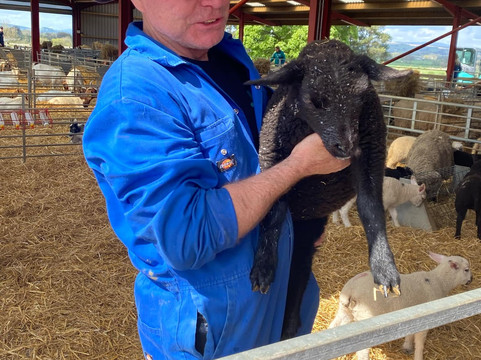 Dalscone Farm Fun-邓弗里斯必去景点