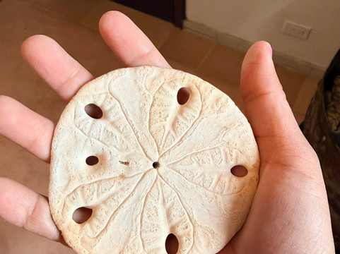 Mermaid's Market-佩纳斯科港必去景点