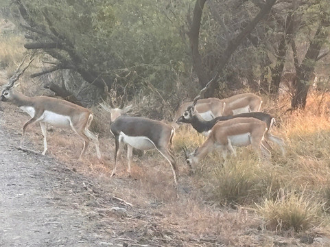 威拉瓦达尔黑羚野生动物园旅馆主图