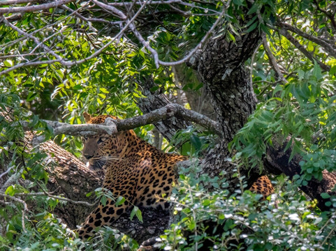 Ruwan Yala Jeep Safari-Debarawewa必去景点