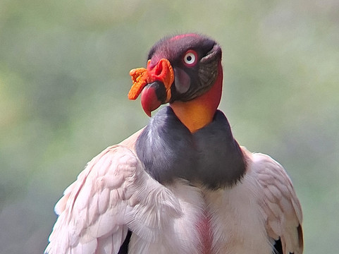Pizote Tours-Boca Tapada必去景点