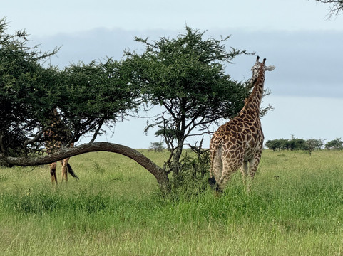 Tanzania Roadside Expeditions-阿鲁沙必去景点