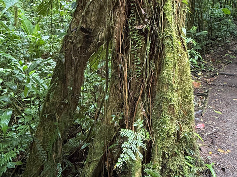 Reserva Bosque Nuboso Santa Elena-蒙特沃德必去景点