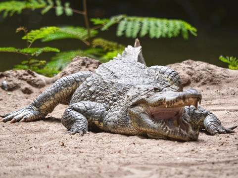 Kachikally Crocodile Pool-Bakau必去景点
