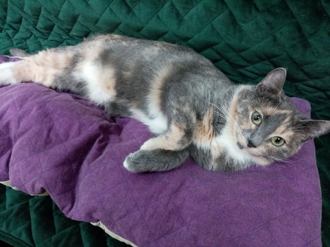 Murcello Cat Museum-Murom必去景点