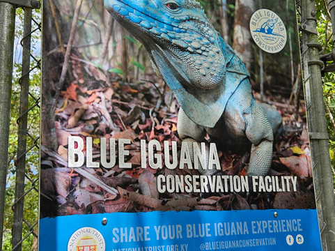 Blue Iguana Conservation Tour-North Side必去景点