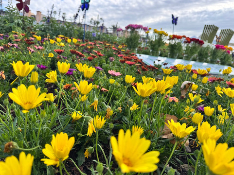 The Flower Fields at Carlsbad Ranch-卡尔斯巴德必去景点
