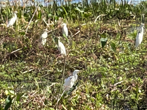 Grape Hammock Airboat & Alligator Tours-莱克威尔士必去景点