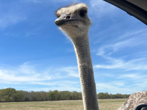 Texas Zoofari Park-Kaufman必去景点