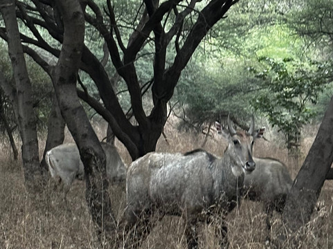 Travel With-阿格拉必去景点