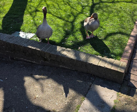 Priory Gardens-奥尔平顿必去景点
