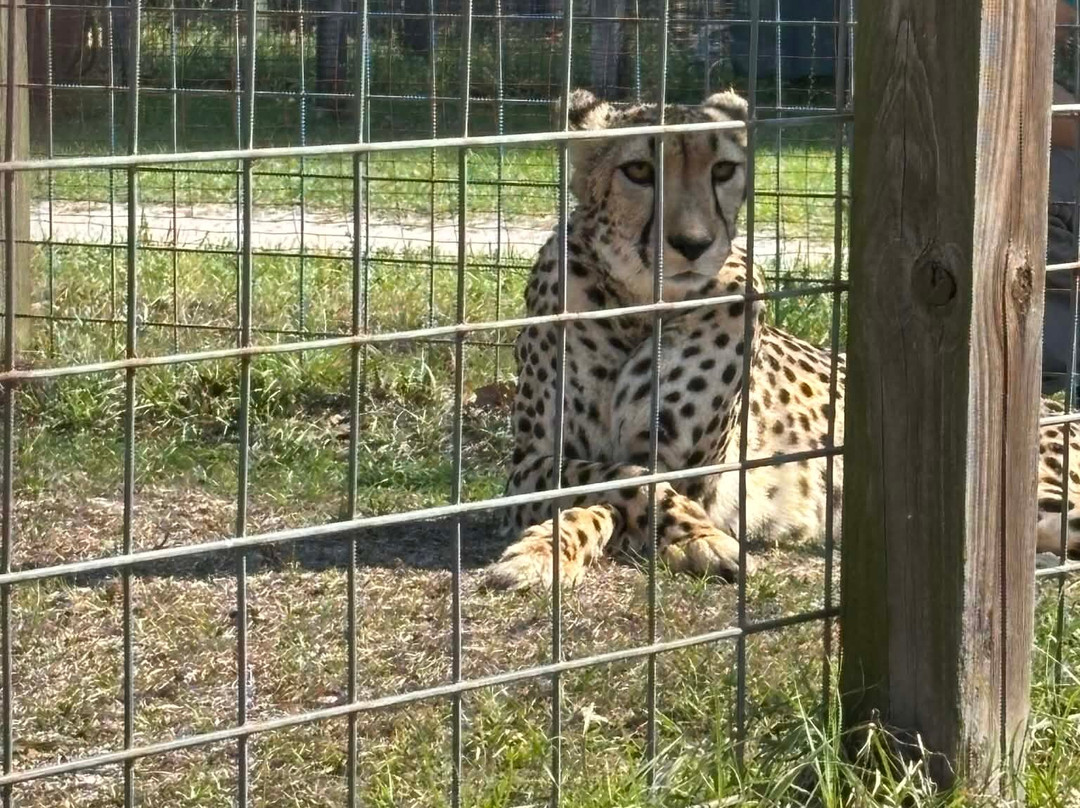 Carson Springs Wildlife Conservation Foundation-盖恩斯维尔必去景点