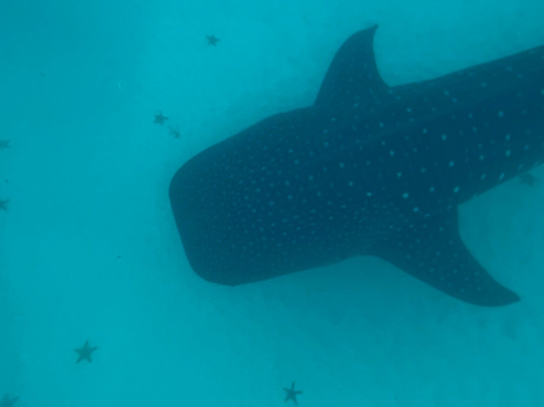Mafia Whale Shark Tours-Kilindoni必去景点
