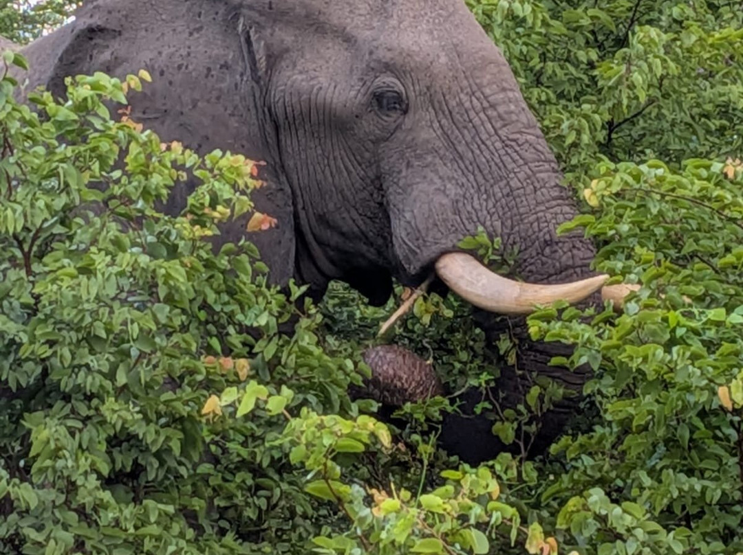 Gamewatchers Safaris-内罗毕必去景点