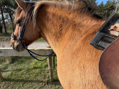 Espaces Equestres Henson-Saint-Quentin-en-Tourmont必去景点