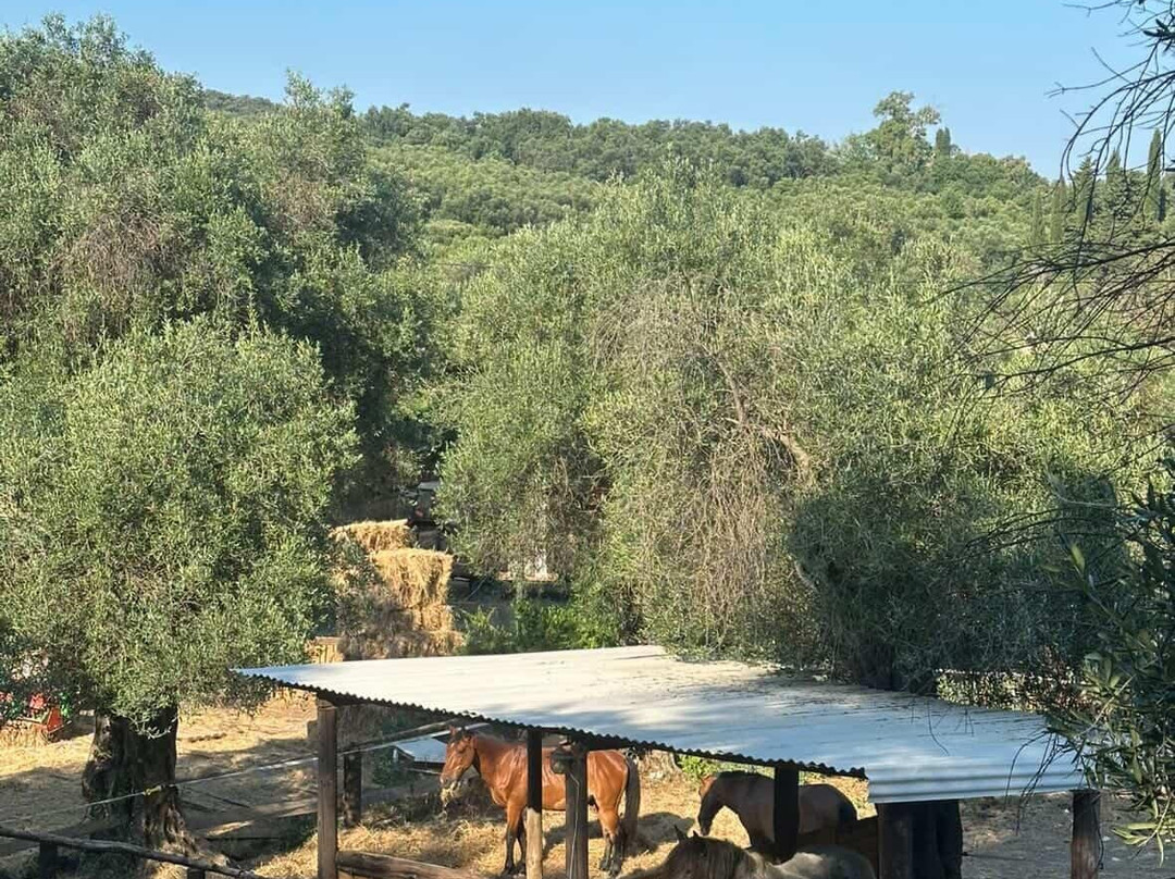North Corfu Horses-Peritheia必去景点