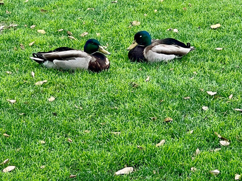 Civic Center Park-棕榈沙漠必去景点