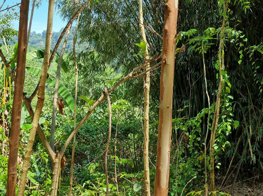 Phuket Elephant Care-奈通必去景点