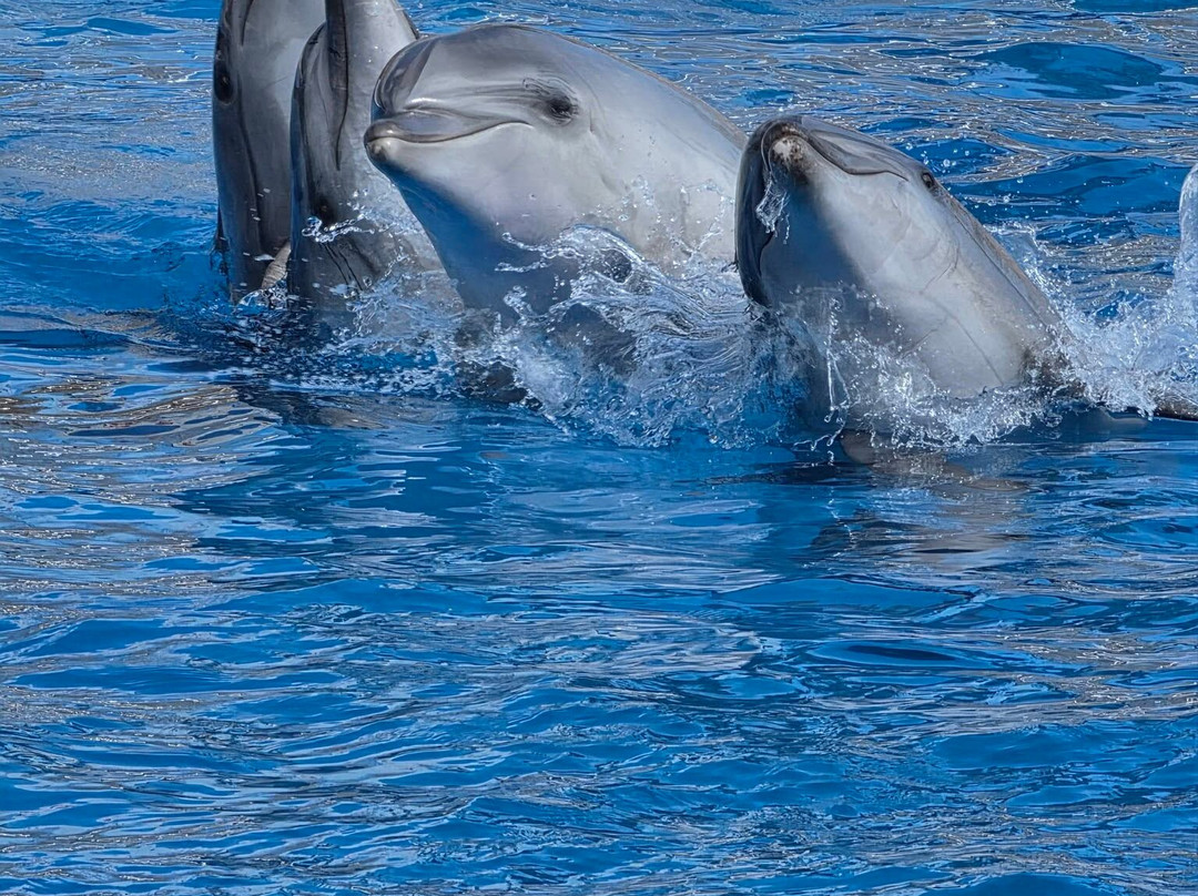 Aksu Dolphinarium-安塔利亚必去景点