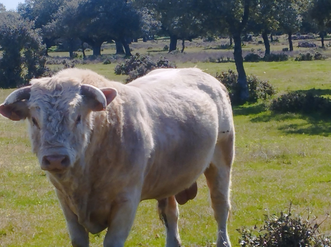 Ganaderia Antonio Palla-Ledesma必去景点
