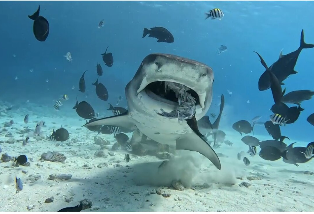 Pelagic Divers Fuvahmulah-Fuvahmulah必去景点