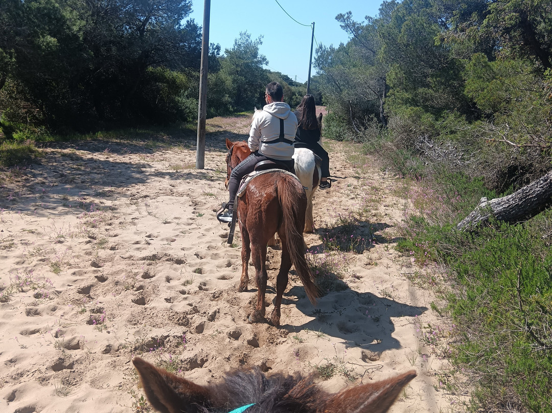 Family Horses 373-5361953-Marina di Ginosa必去景点