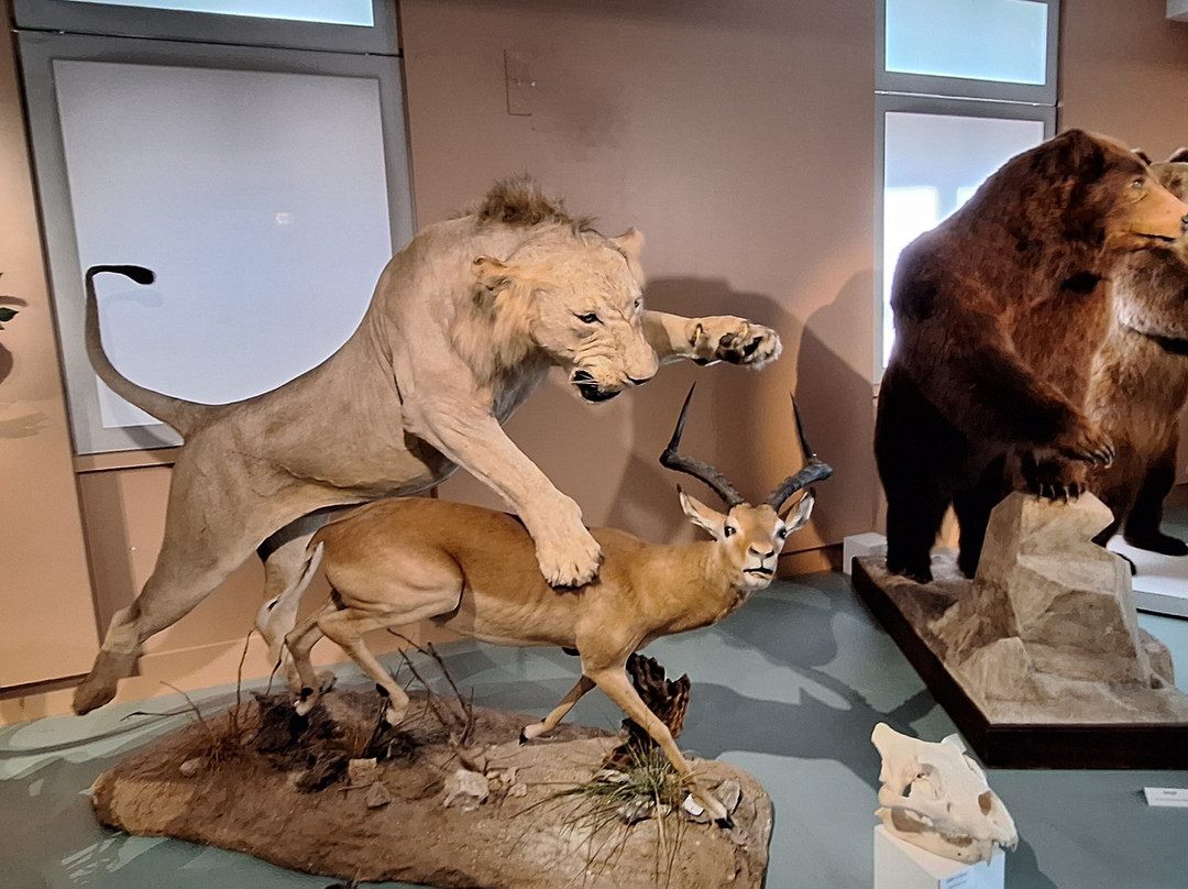 Muséum d'Histoire Naturelle de Tours-图尔必去景点