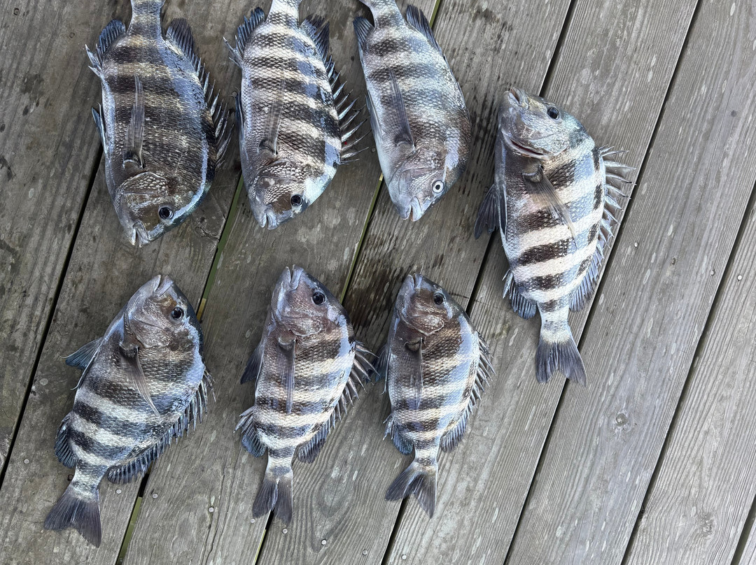 Charleston Fishfinder Charters-棕榈岛必去景点