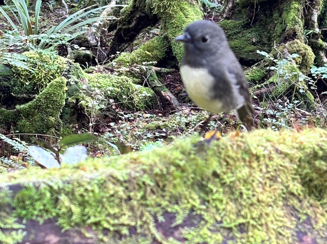The Old Ghost Road-韦斯特波特必去景点