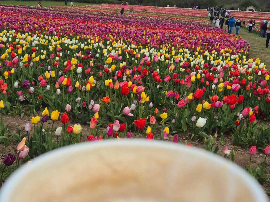 Tulleys Tulip Garden - Warwickshire-沃里克必去景点