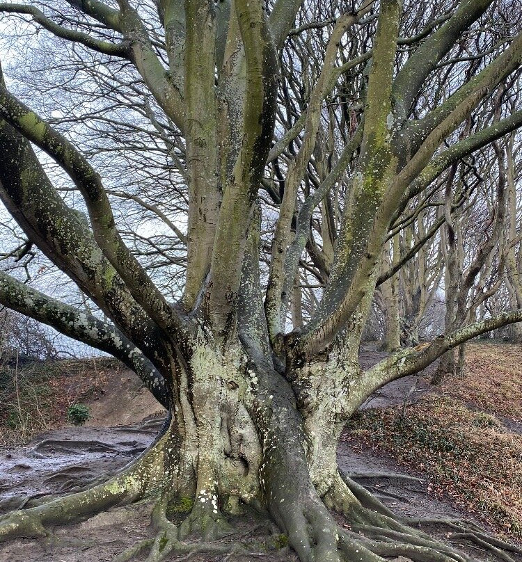 Nationalpark Mols Bjerge-Roende必去景点