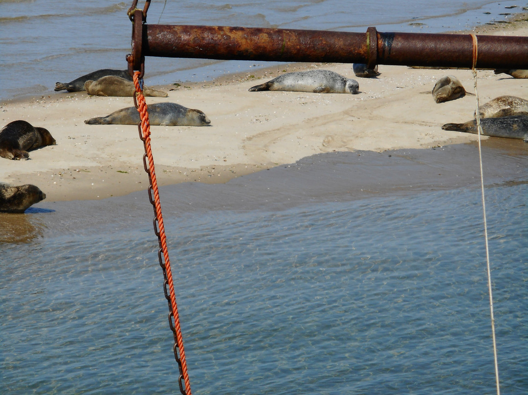 Viking TS3 Sleepnetvissen-West-Terschelling必去景点