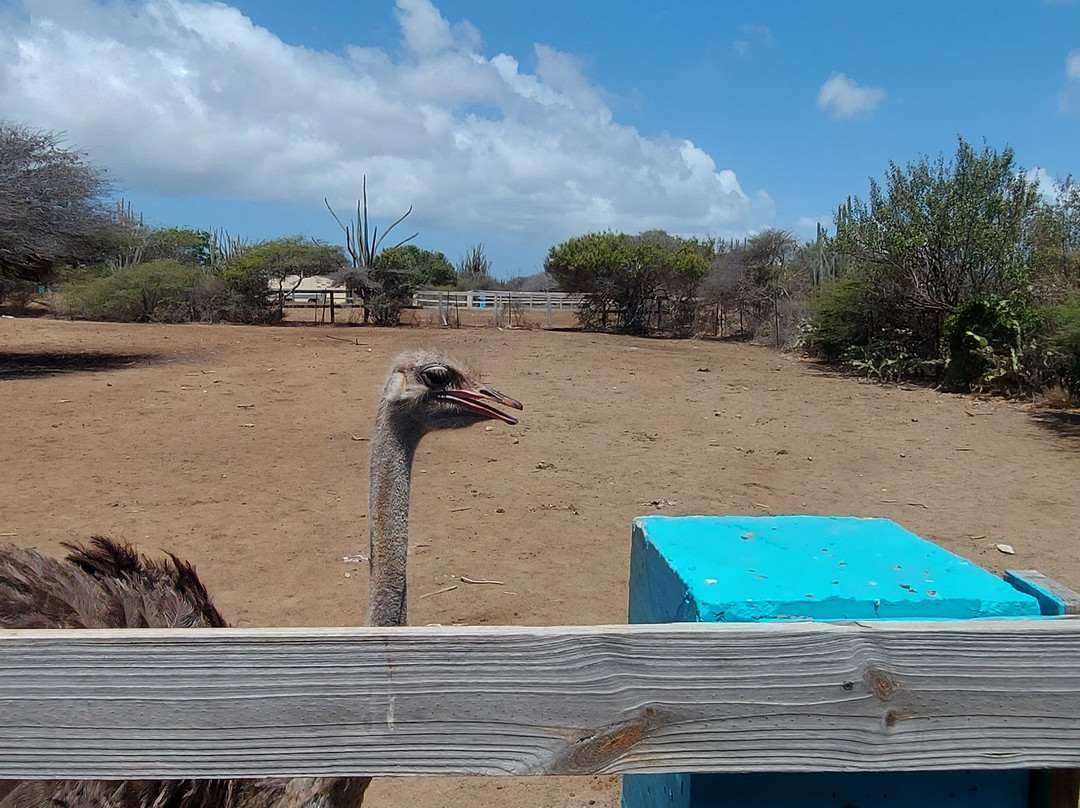 Curacao Ostrich Farm-库拉索必去景点