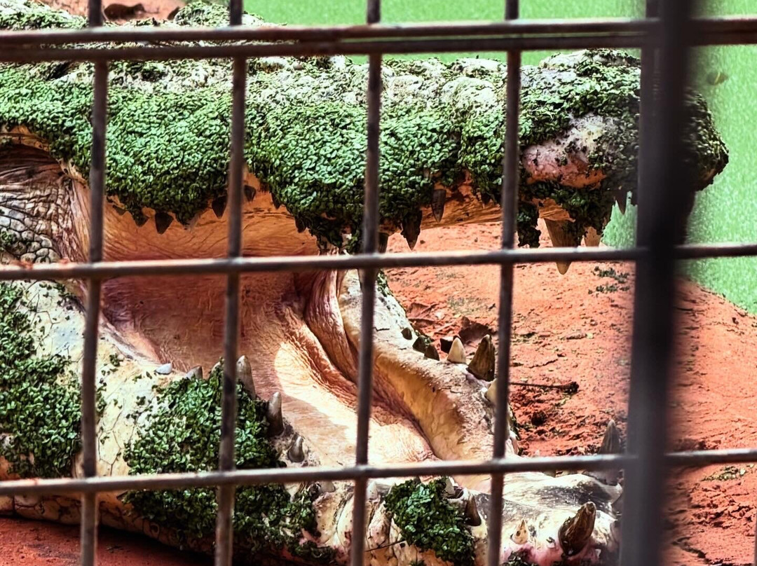 Malcolm Douglas Broome Crocodile Park-布鲁姆必去景点