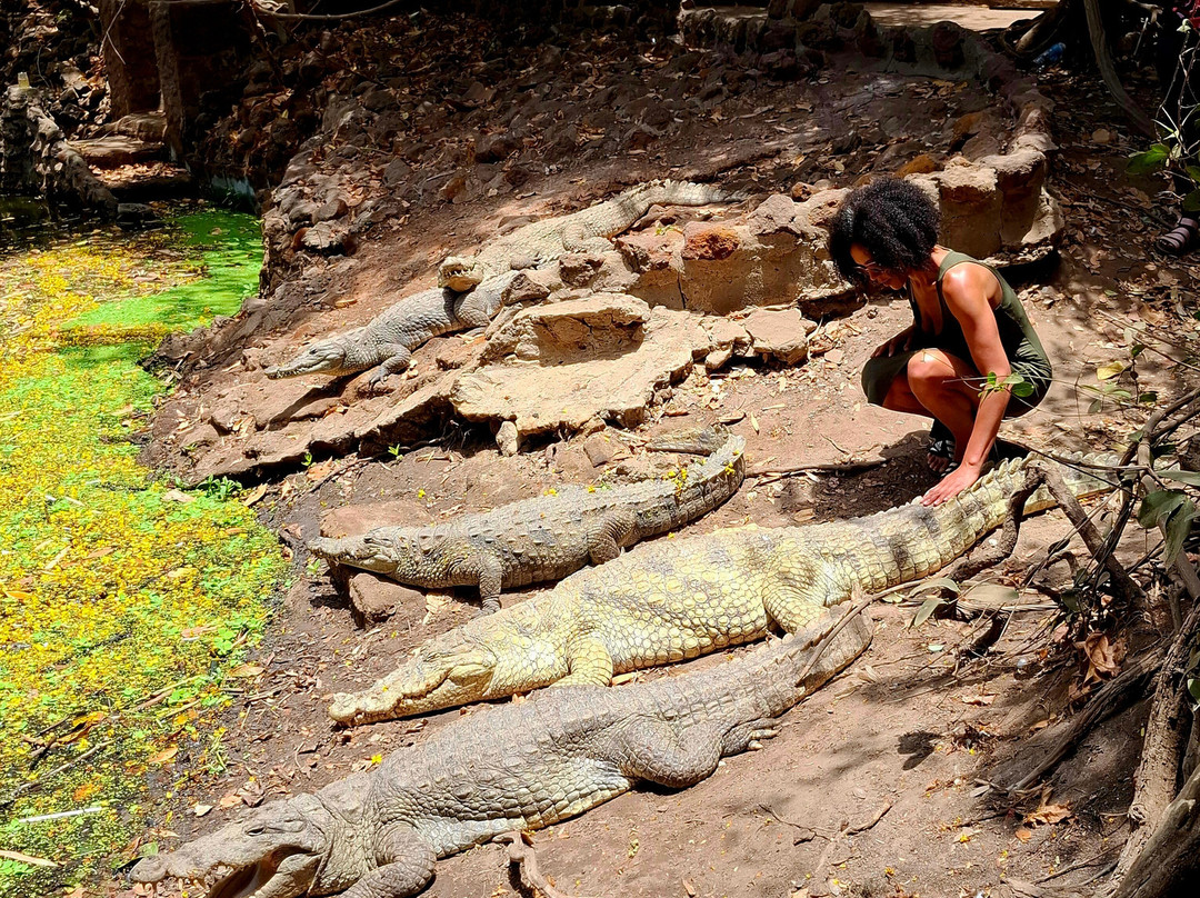 Kachikally Crocodile Pool-Bakau必去景点