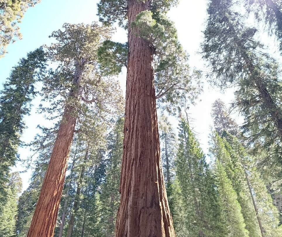 Sequoia National Park-维塞利亚必去景点