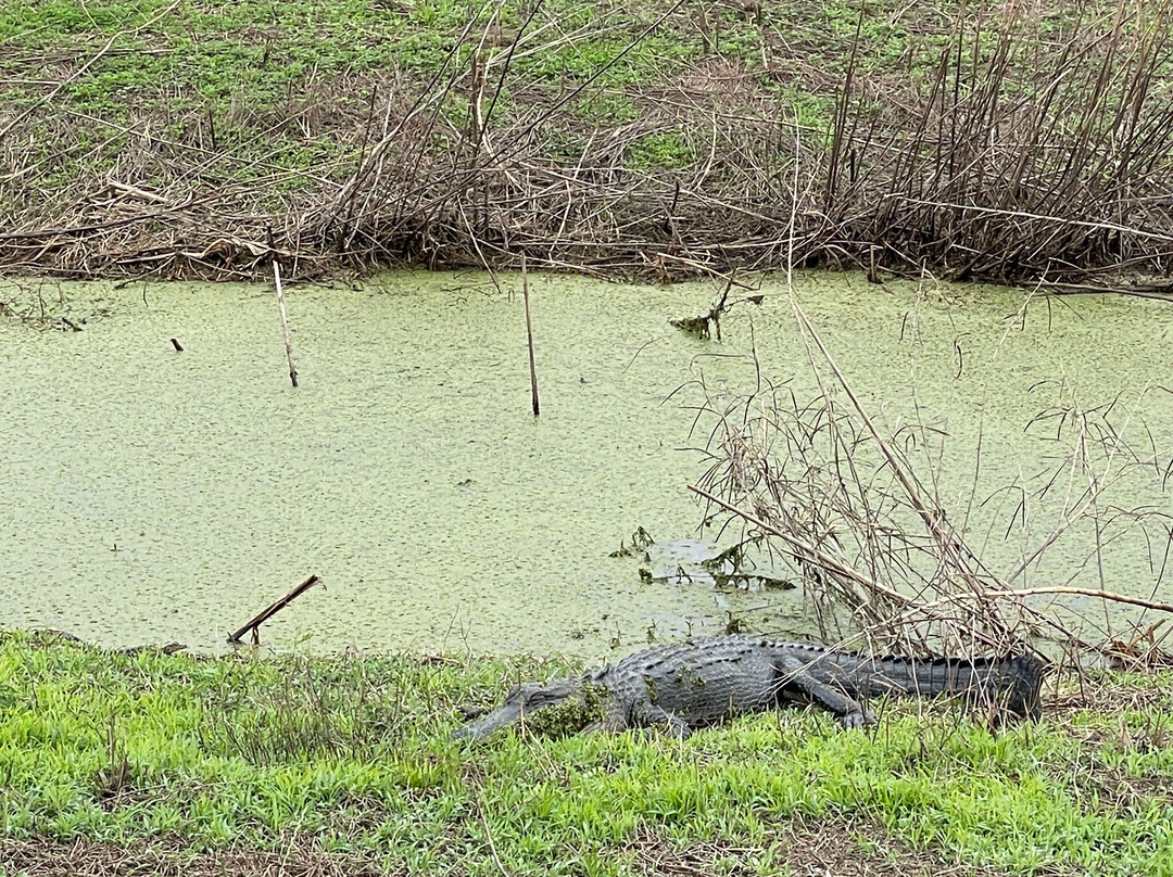 Savannah National Wildlife Refuge-Hardeeville必去景点