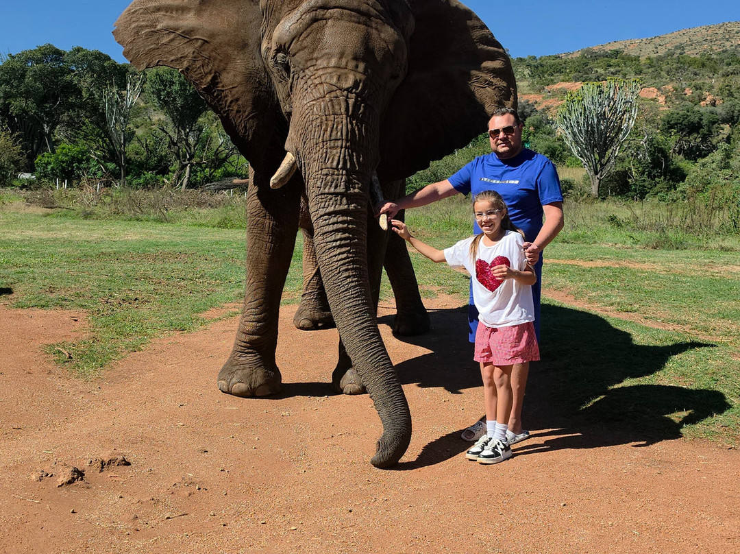 Elephant Sanctuary Hartbeesport Dam-哈特比斯普特必去景点