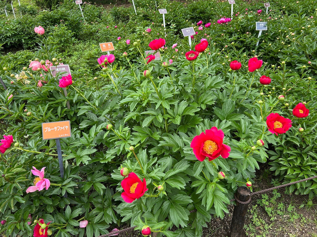 Jindai Botanical Park-调布市必去景点