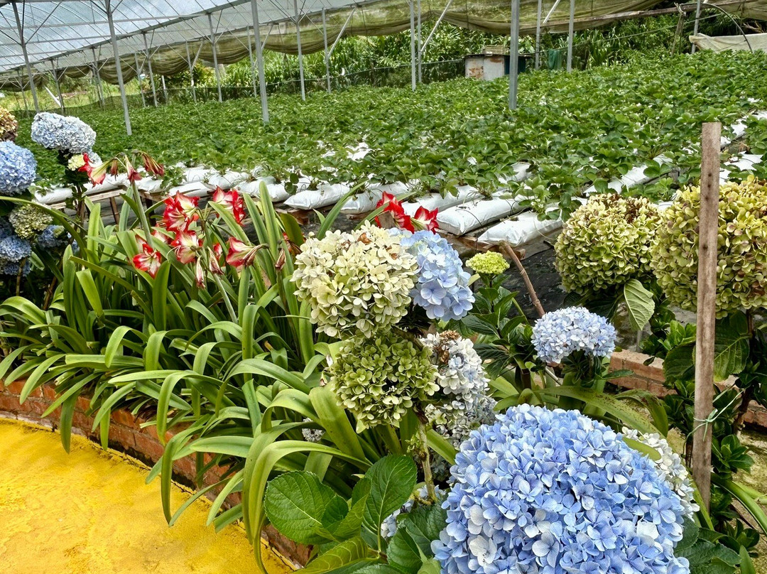 Healthy Strawberry Farm-丹那拉塔必去景点