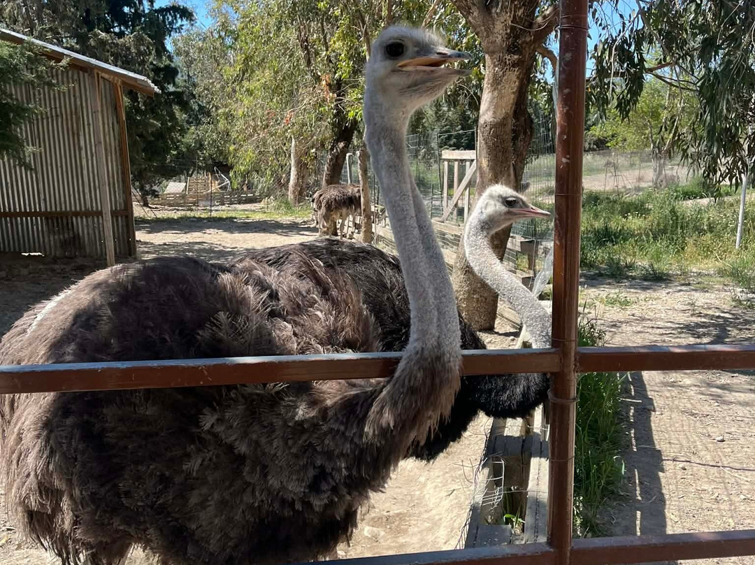 Farma of Rhodes Petting Zoo-罗德斯必去景点