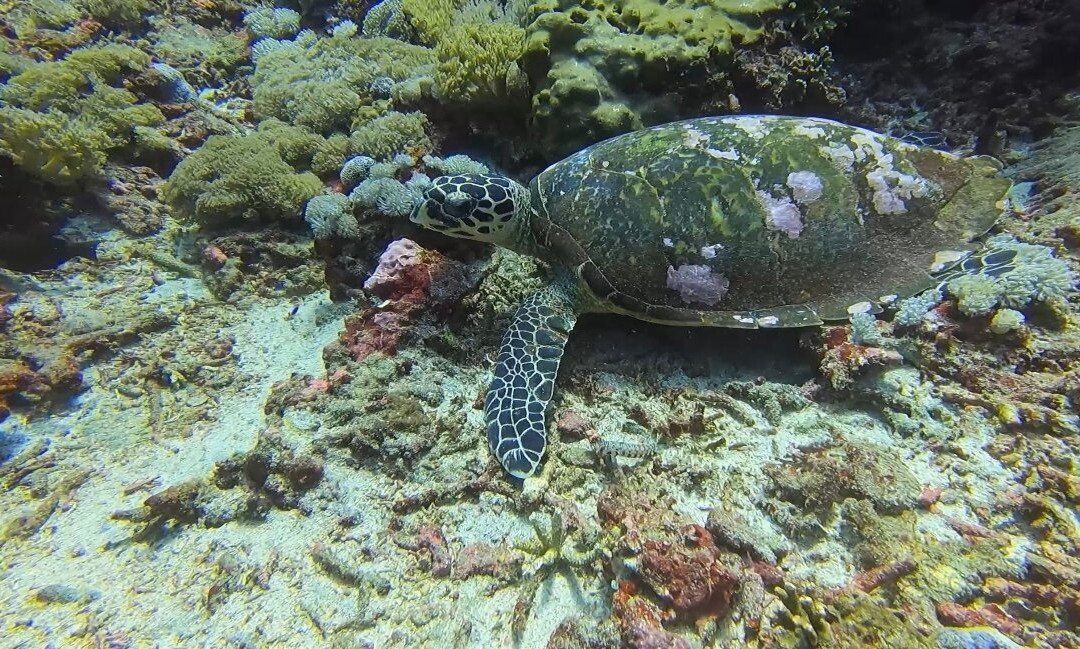 Dive Concepts Lembongan-蓝梦岛必去景点