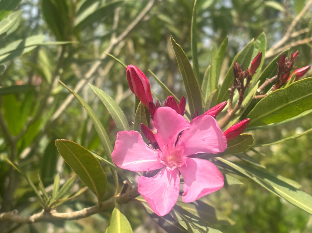Cyherbia Botanical Park-Avgorou必去景点