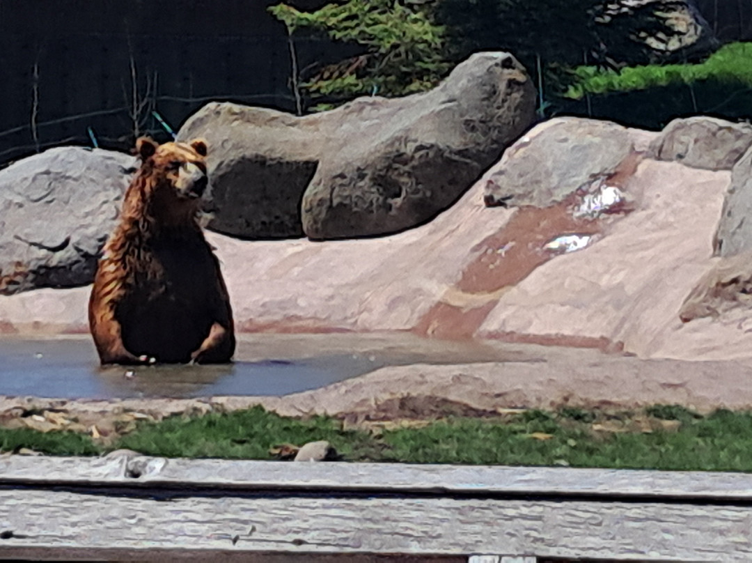 Montana Grizzly Encounter-博兹曼必去景点