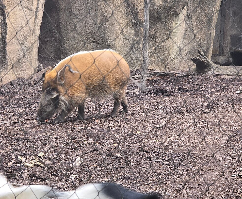 Peoria Zoo-皮奥里亚必去景点