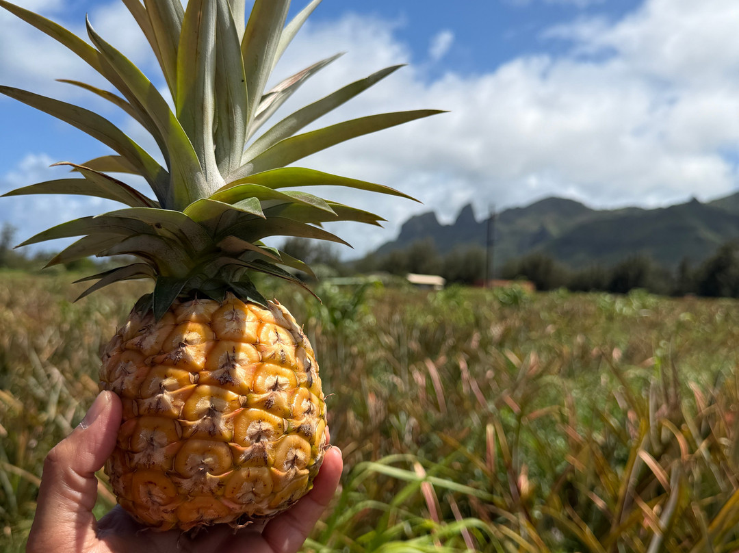 Sugarloaf Pineapple Farm-基拉韦厄必去景点