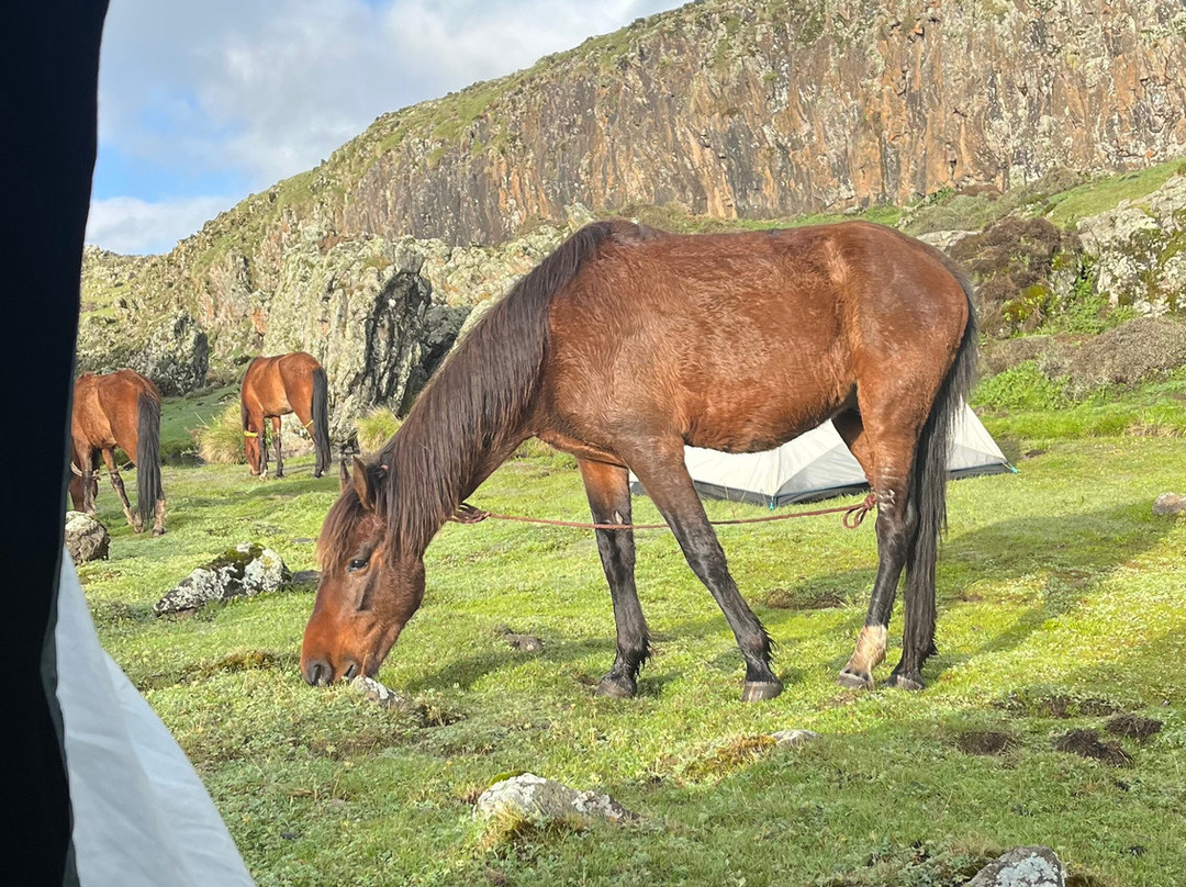 Bale Mountains Brilliant Tours-Goba必去景点