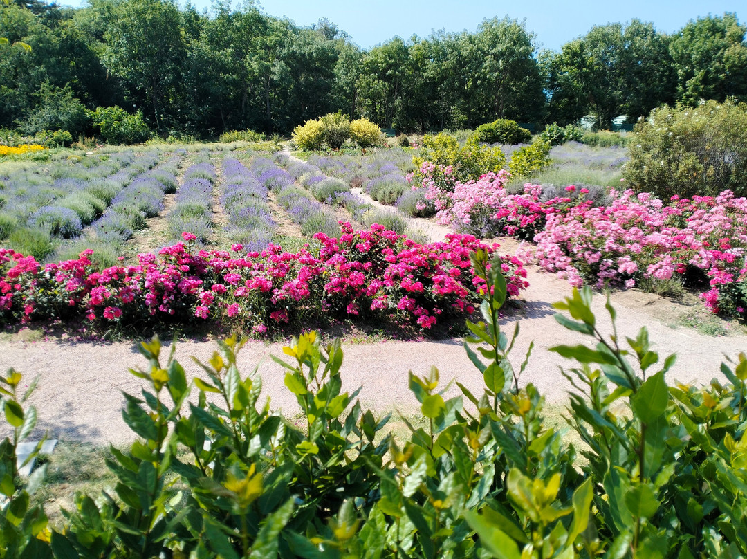 Massandrovskiy Park-雅尔达必去景点